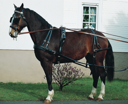 Harnais de conduite Exklusiv Single